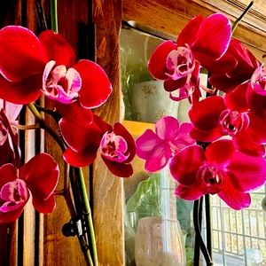 Meet your Posher, Dar